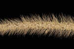 Barbed bristlegrass